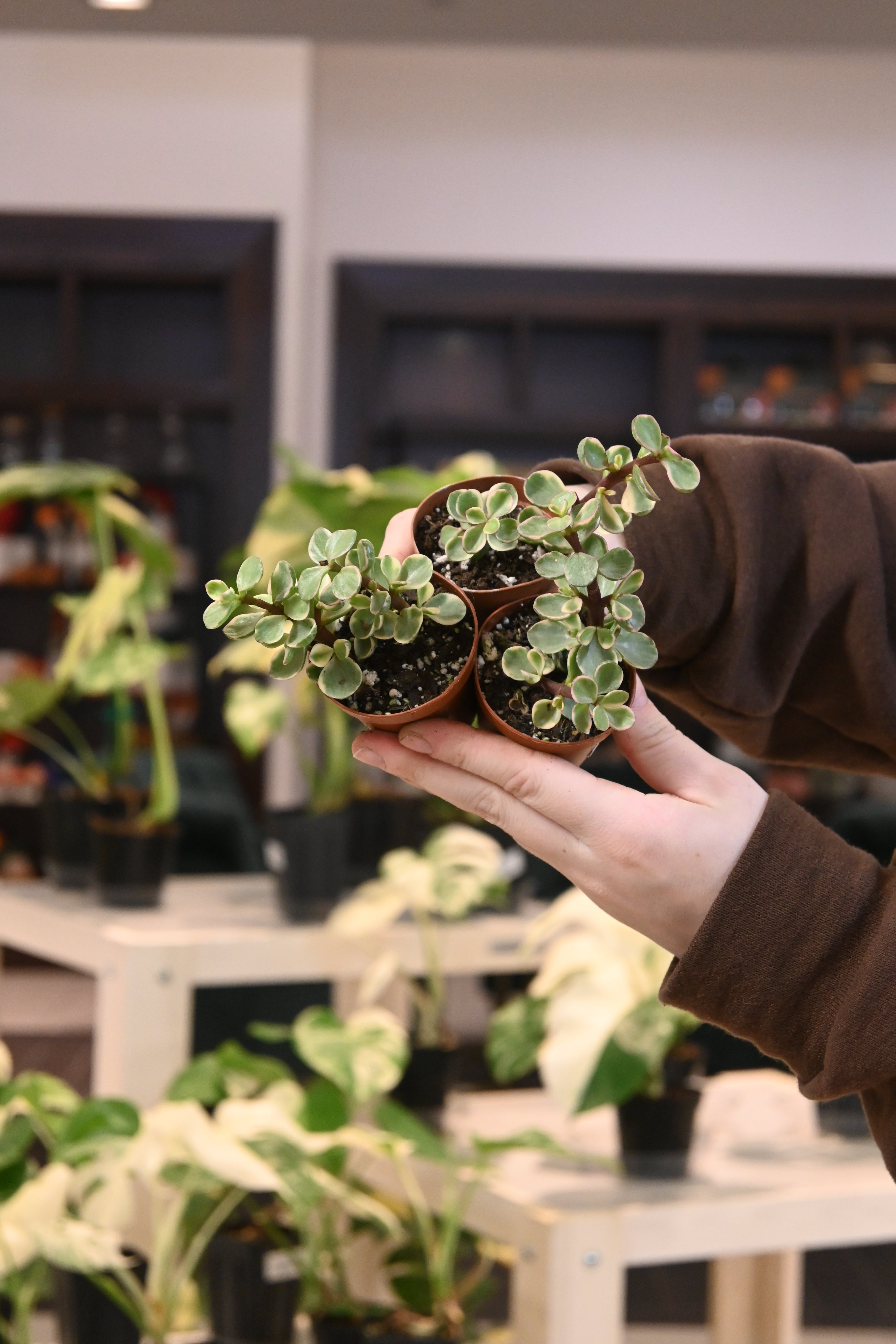 Portulacaria Afra Variegated