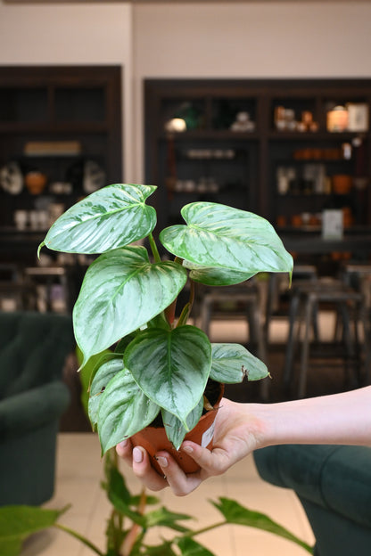 philodendron variegated sodiroi Philodendron Sodiroi