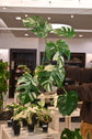 Monstera Albo