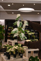 Monstera Albo