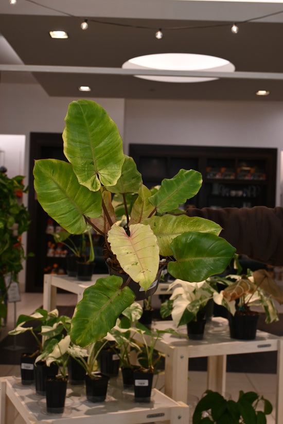 Philodendron Snowdrift