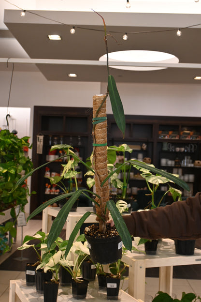 Philodendron Bicolor