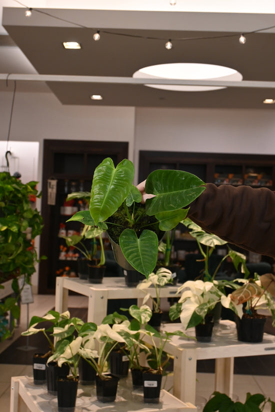 Anthurium Veitchii