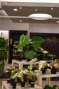 Anthurium Veitchii