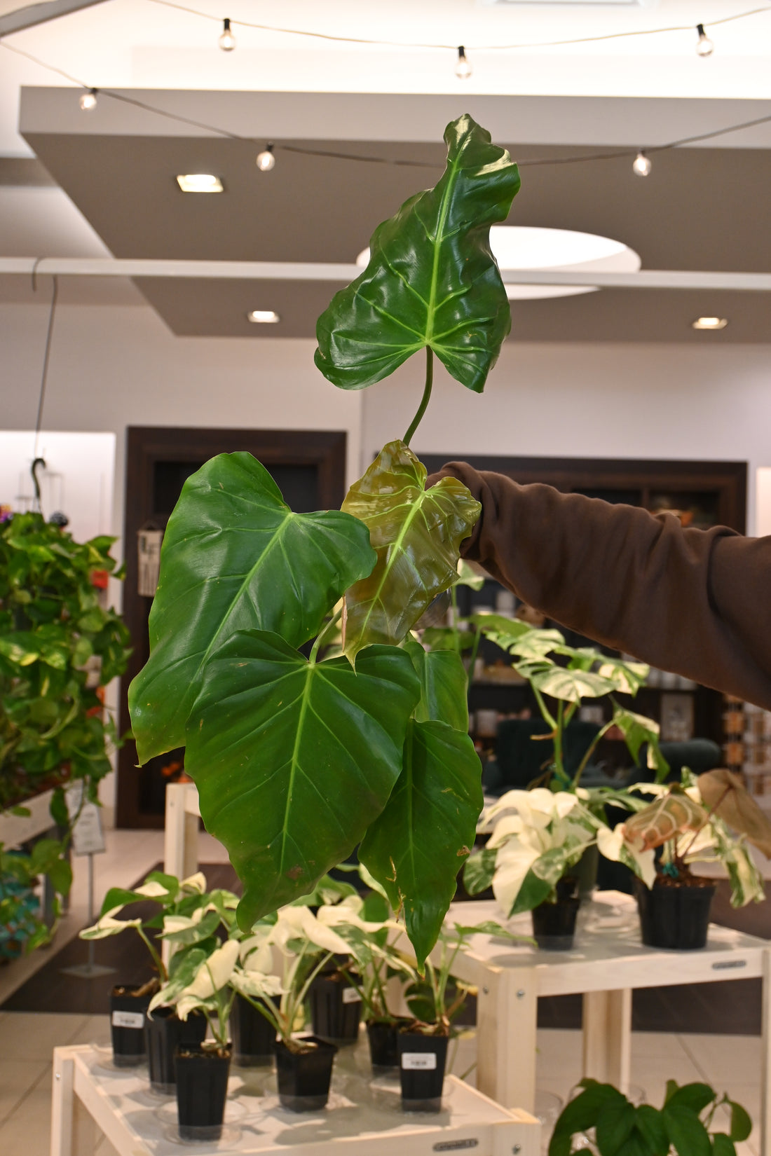 Philodendron Bernardopazi