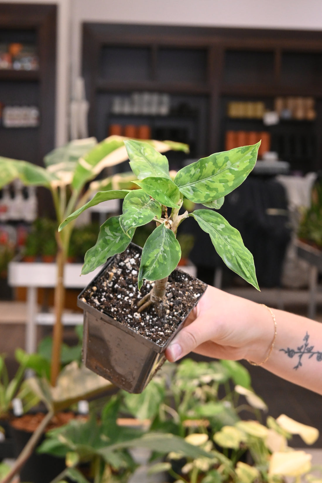 Aglaonema Pictum Tricolor