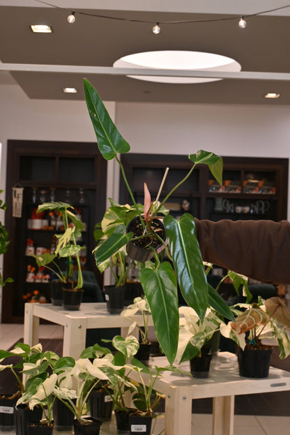 Philodendron Esmeraldense x Radiatum