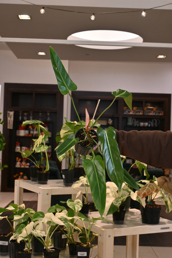 Philodendron Esmeraldense x Radiatum