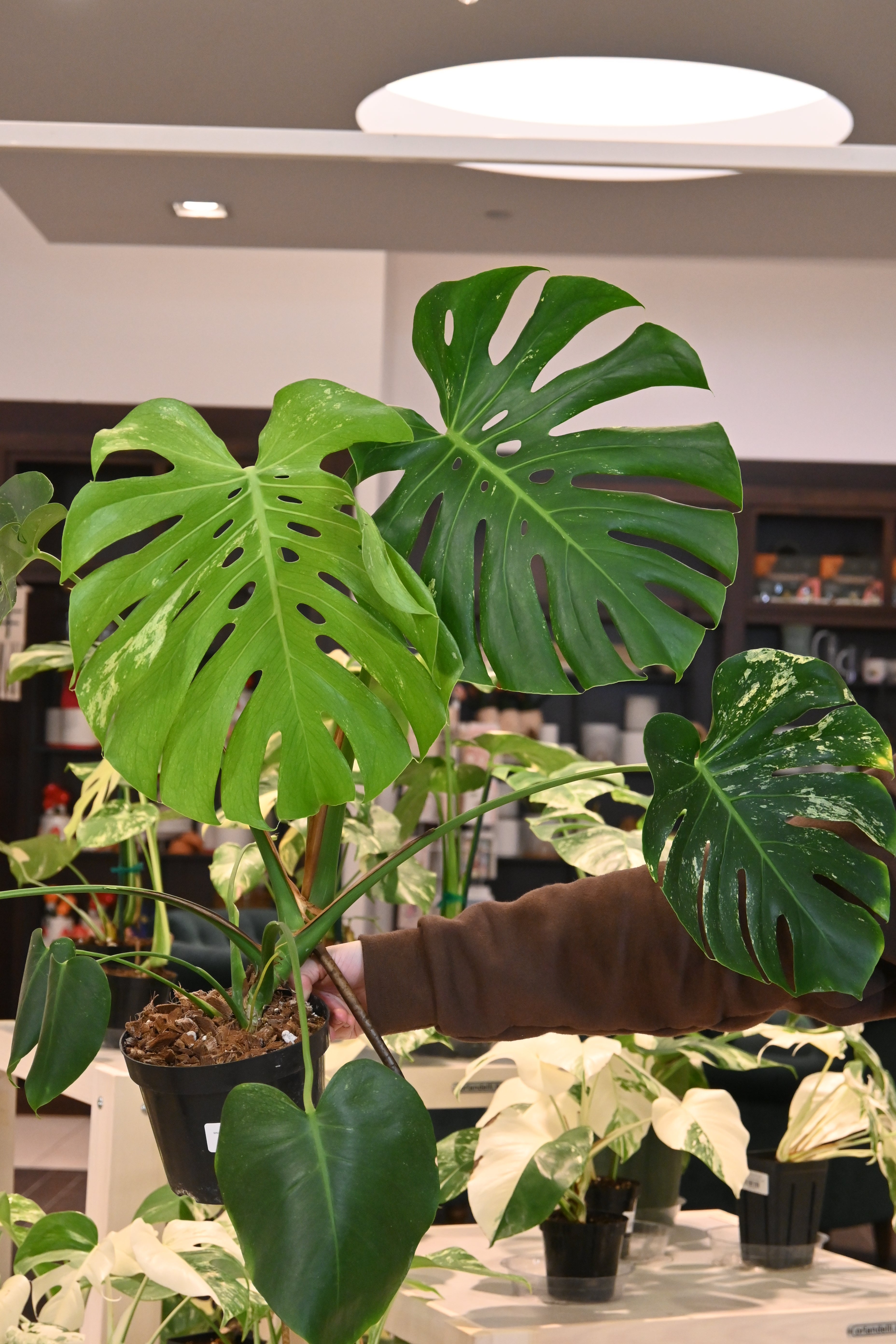 Monstera Mint NOID