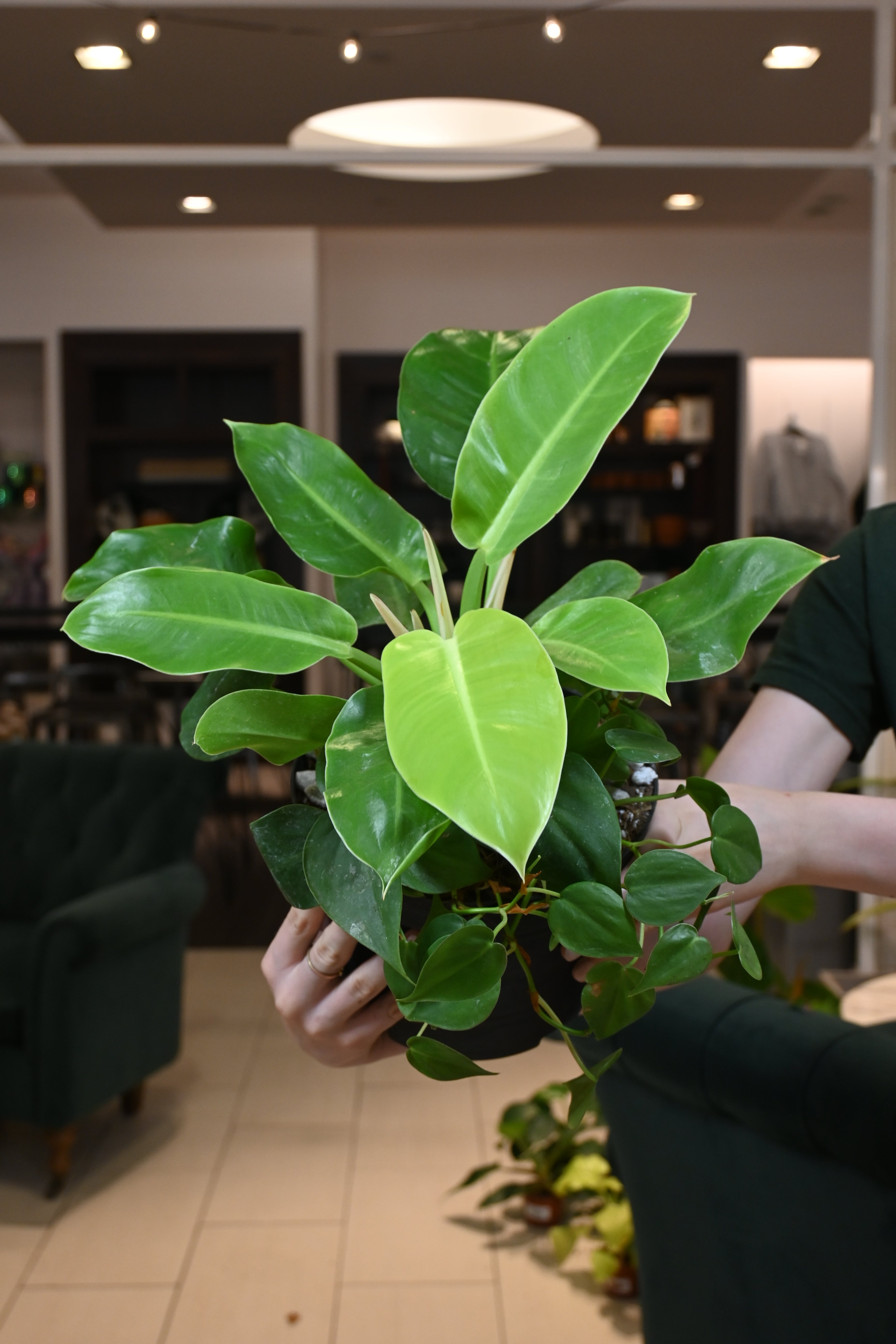 Philodendron Combo Planter