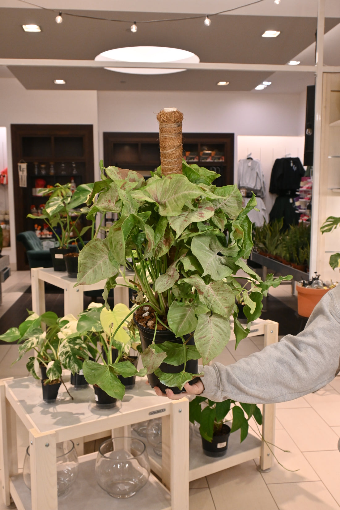 Syngonium Milk Confetti