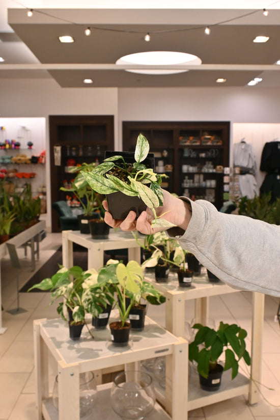 Epipremnum Bali