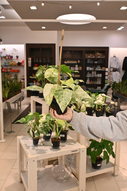Philodendron Giganteum Blizzard