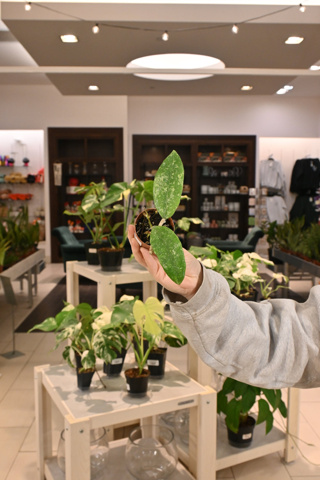 Hoya  Ko Chang Island