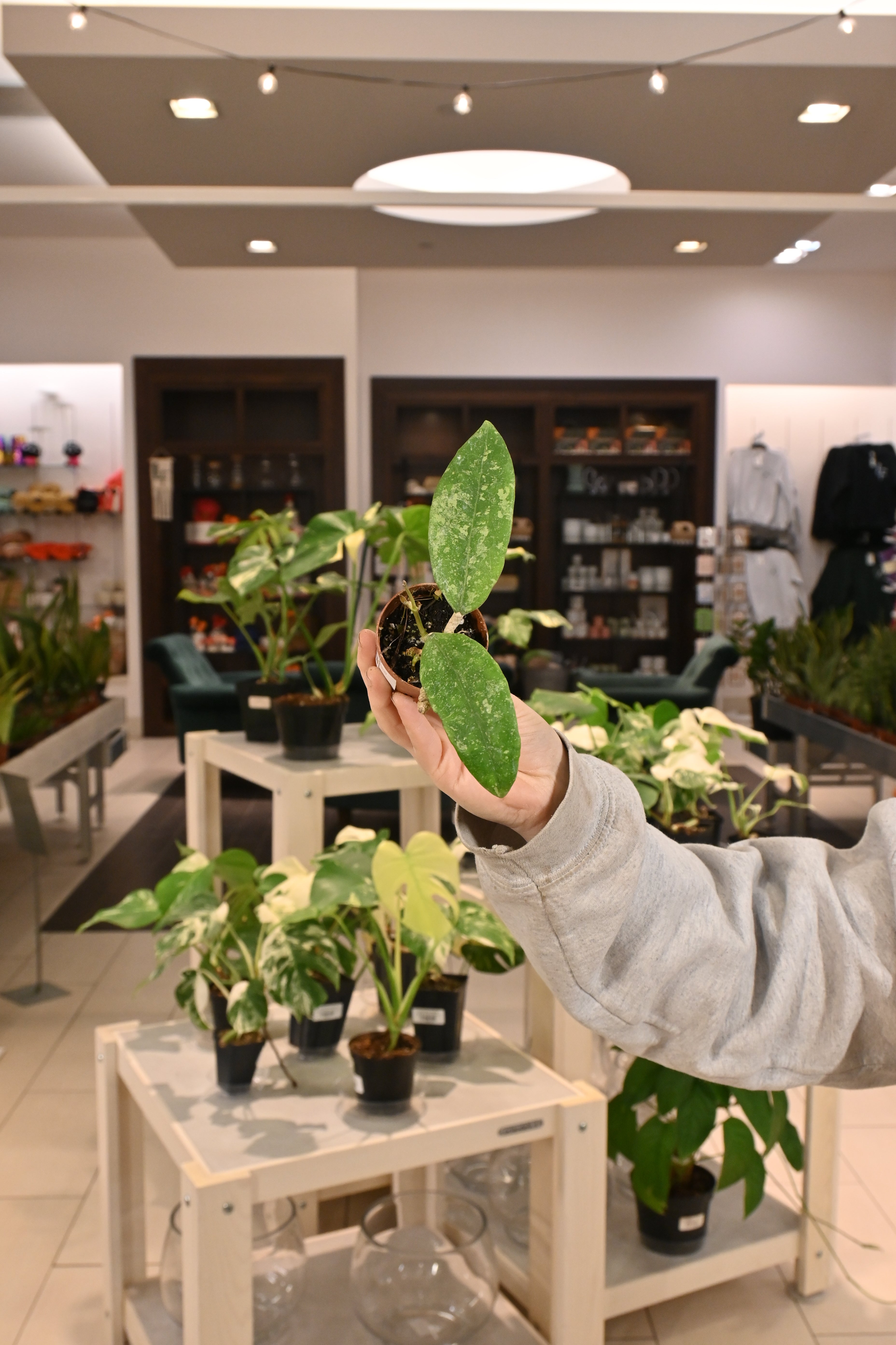 Hoya  Ko Chang Island