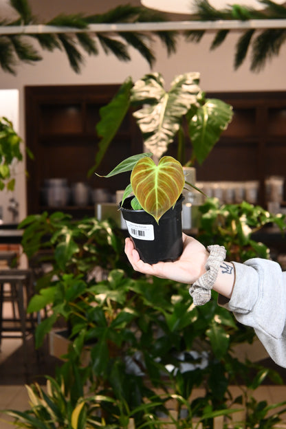 Philodendron El Choco Red