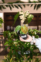 Philodendron El Choco Red