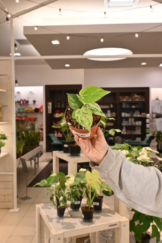 Philodendron Variegated Heartleaf