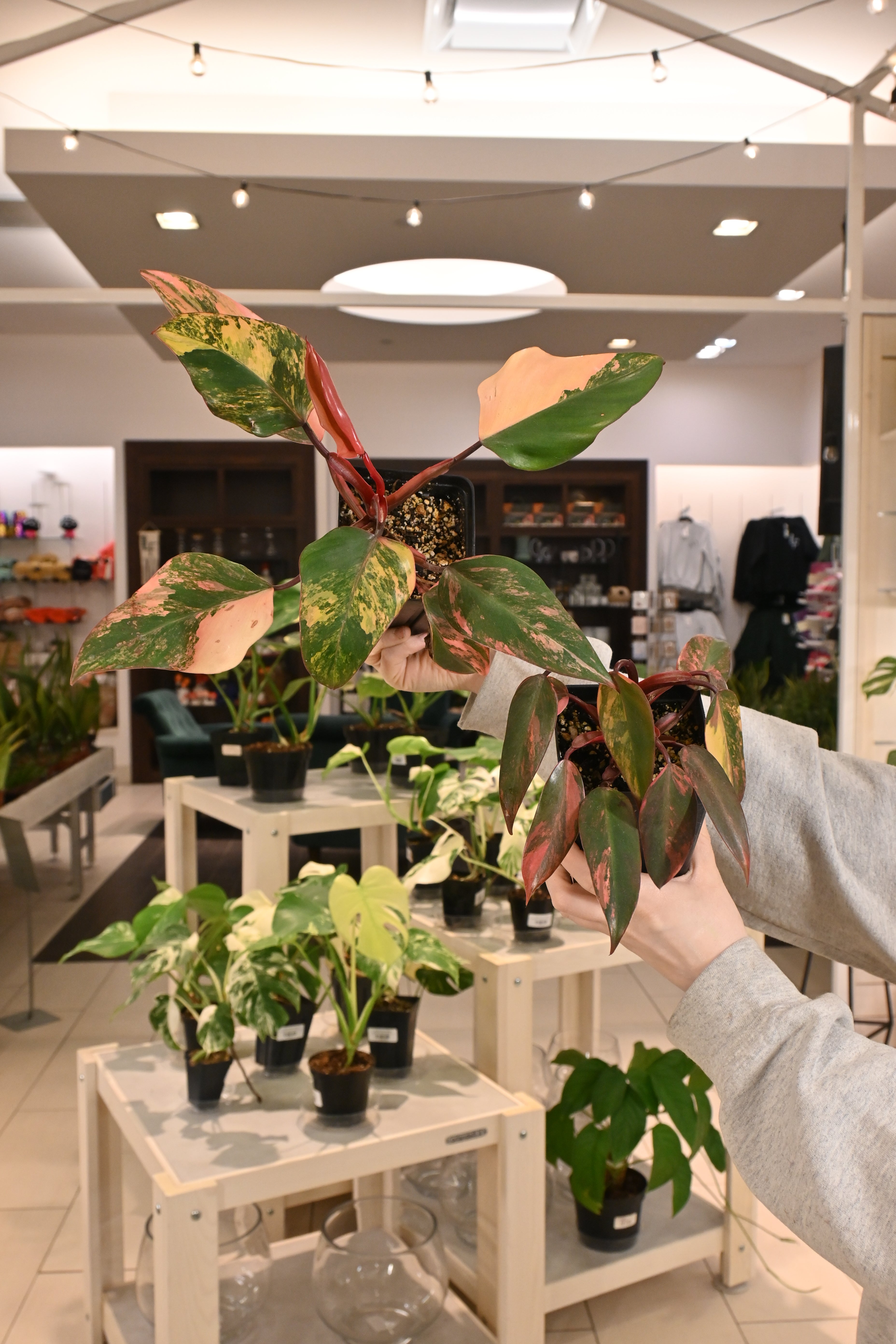 Philodendron Strawberry Shake