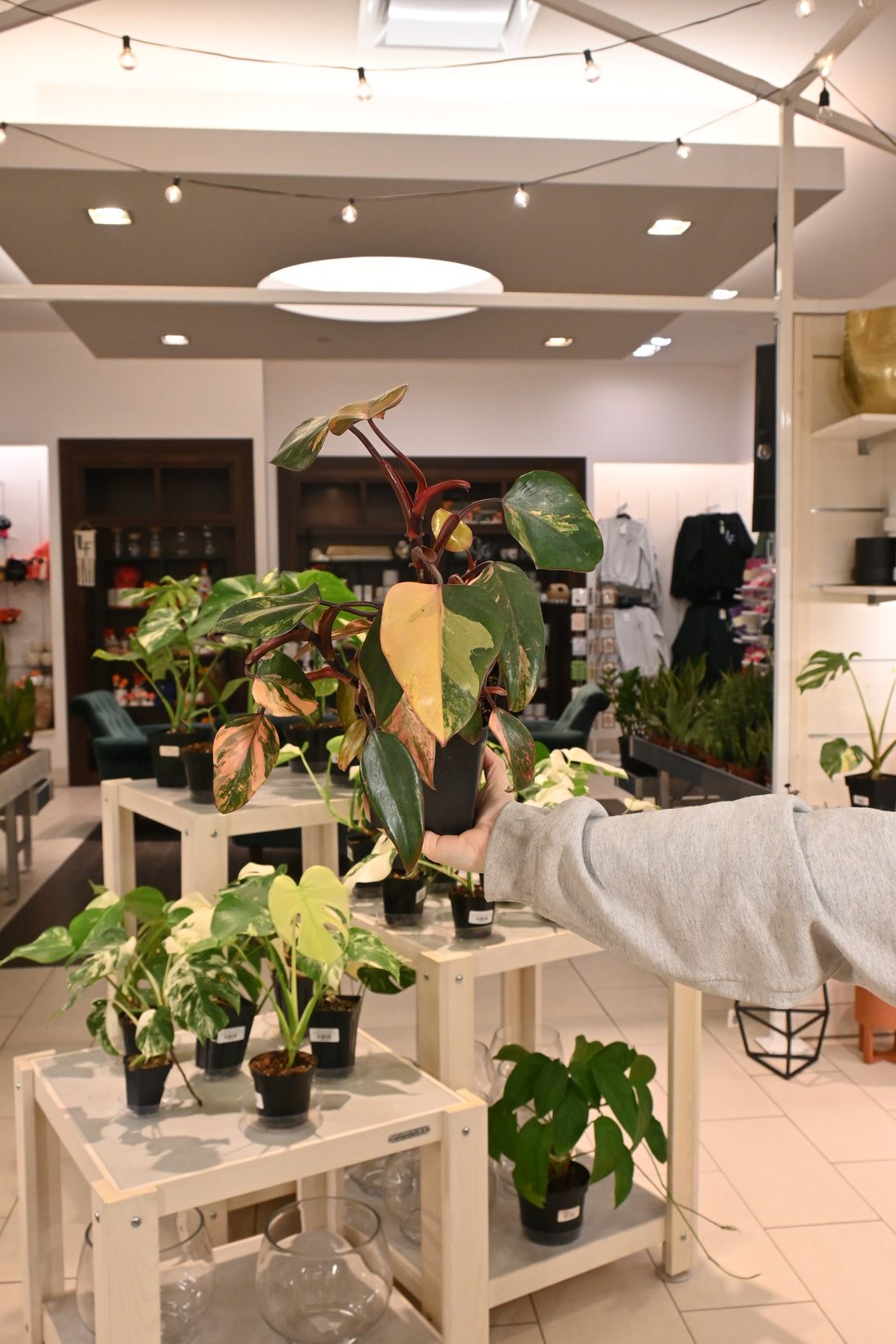 Philodendron Strawberry Shake