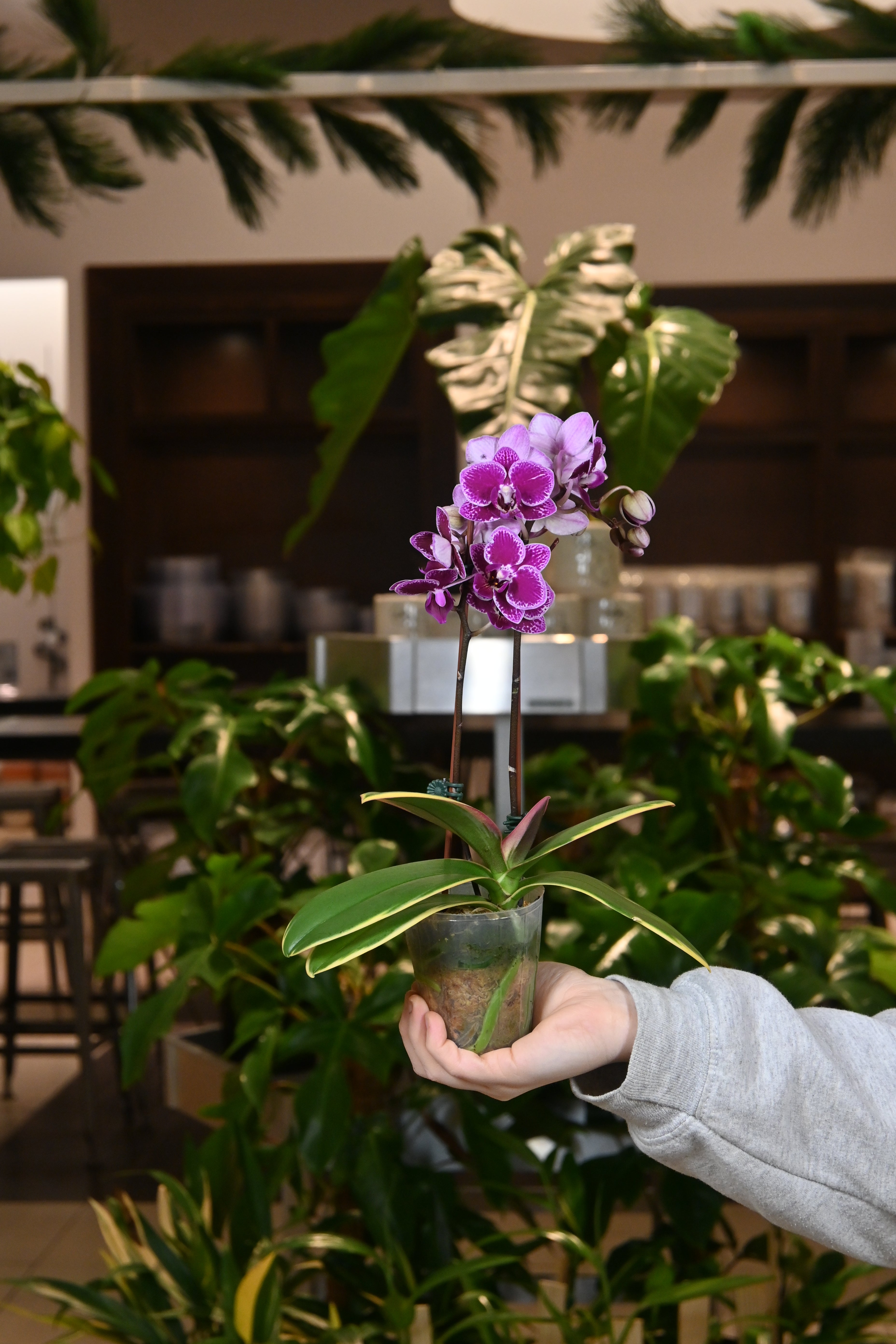 Phalaenopsis Orchid Variegated