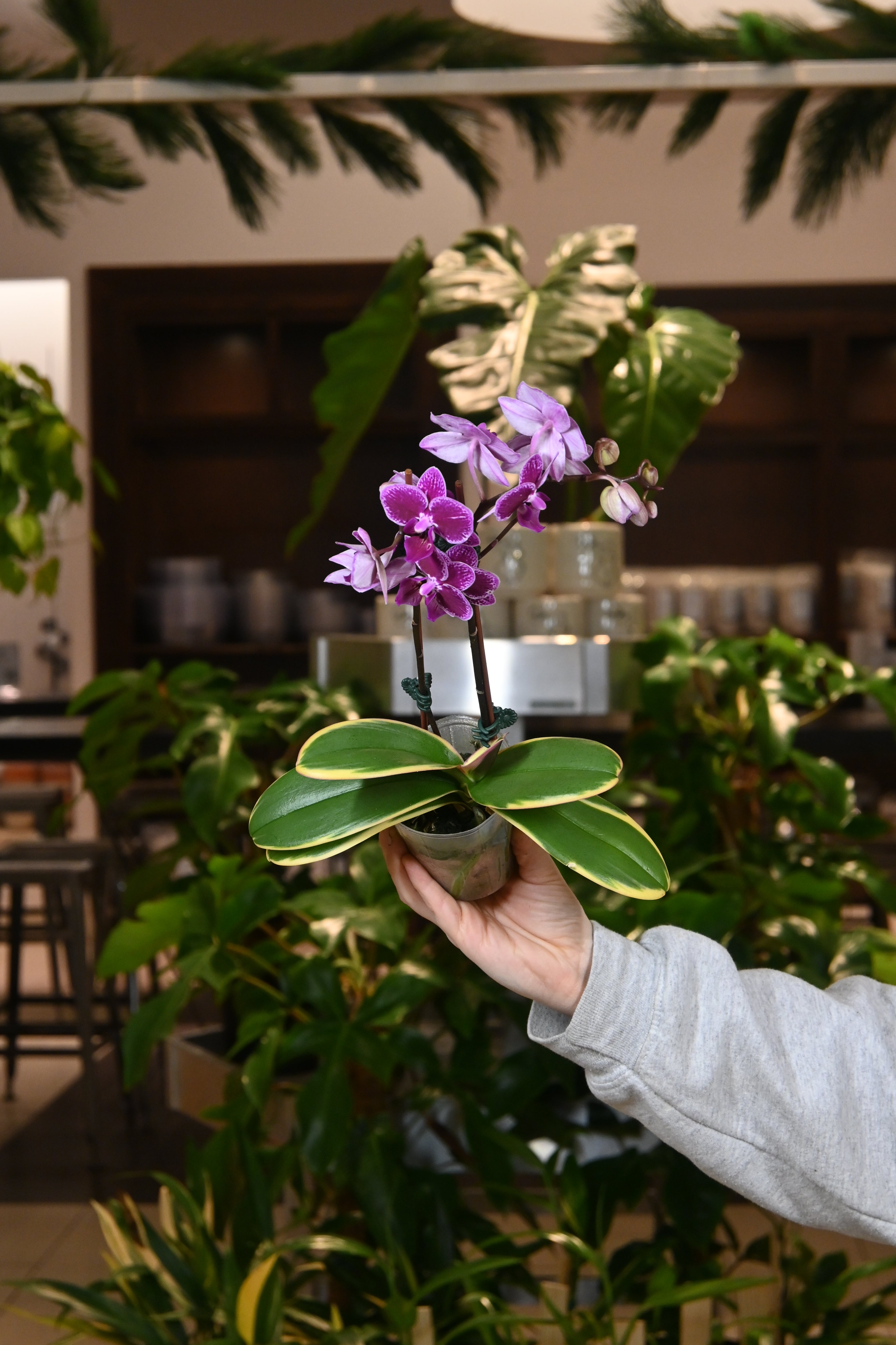 Phalaenopsis Orchid Variegated