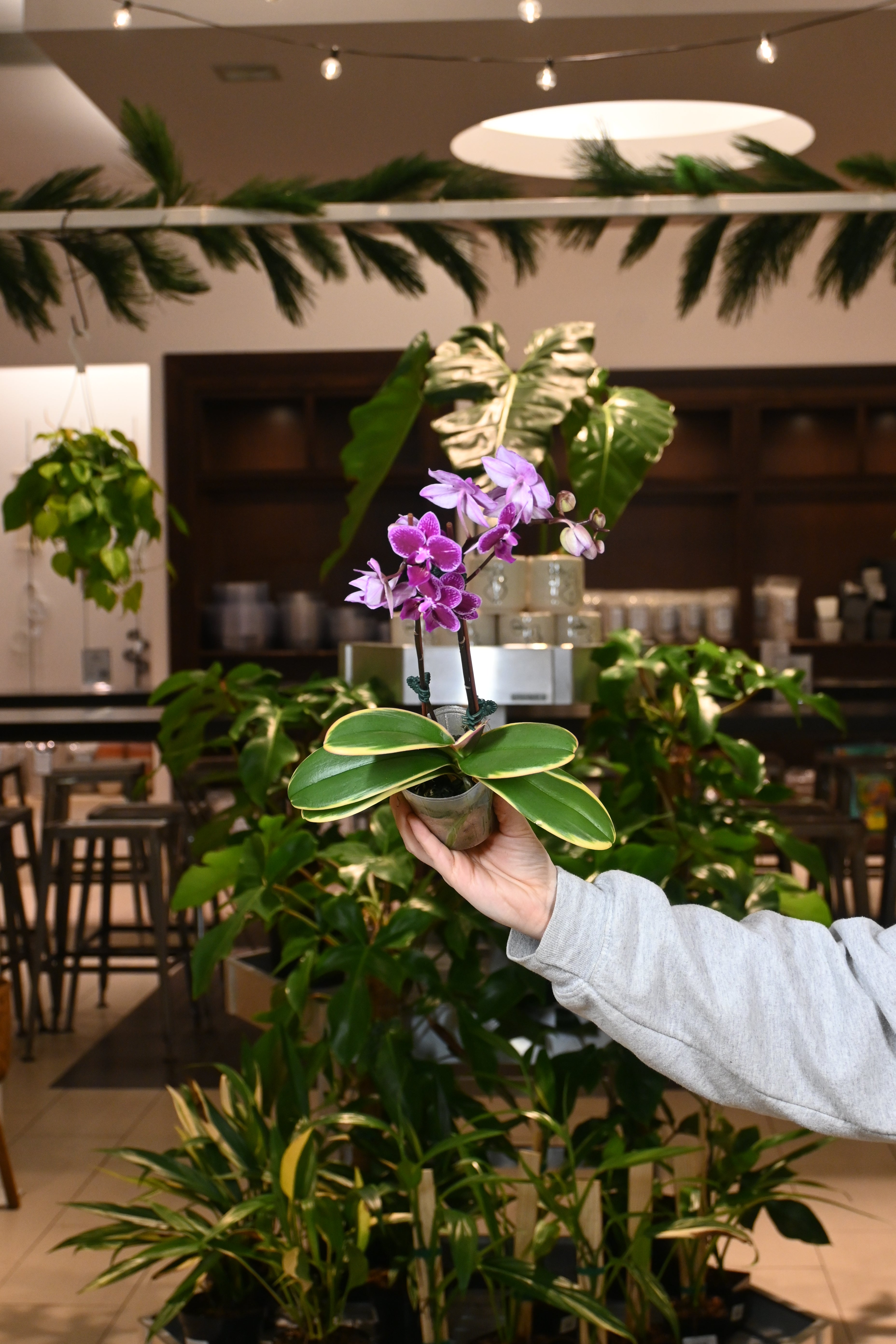 Phalaenopsis Orchid Variegated