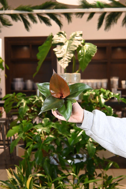 heartleaf philodendron red leaves Philodendron Red Heart – Lost in the Forrest