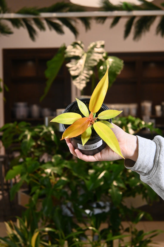 Philodendron Orange Marmalade