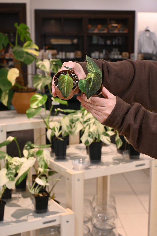 Philodendron Melanochrysum Variegated