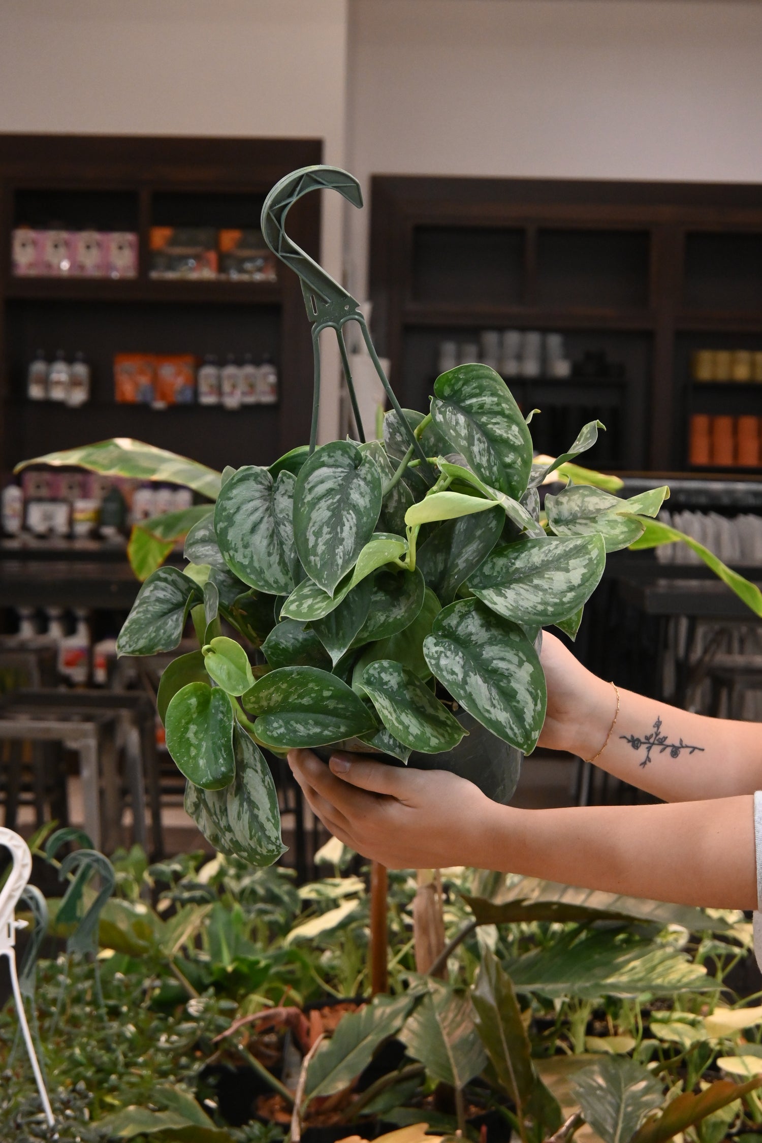 silver splash pothos for sale Scindapsus Silver Splash – Lost in the Forrest