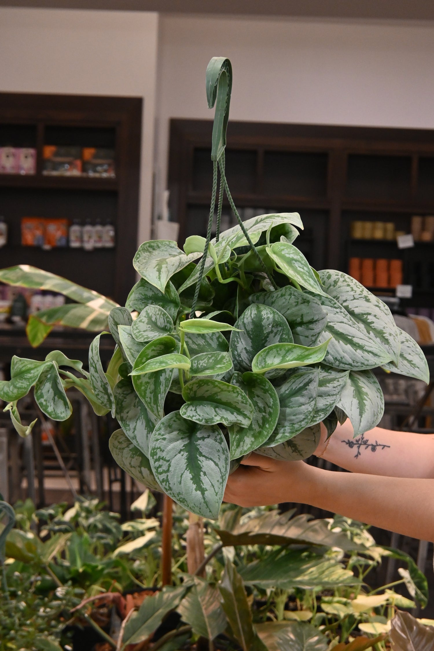 Scindapsus Exotica