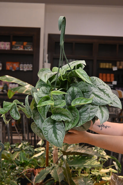 Scindapsus Exotica