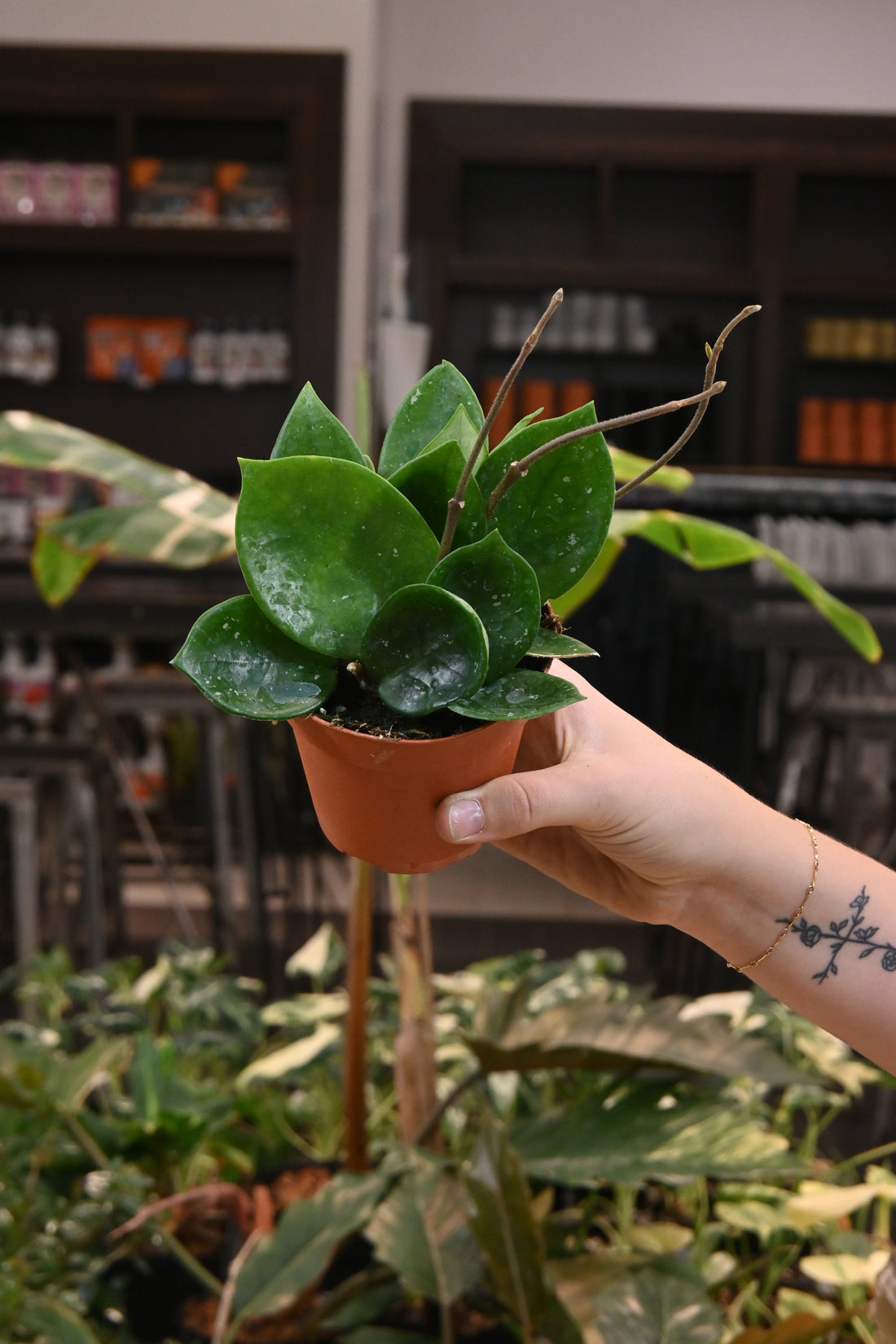 Hoya Carnosa Snowball