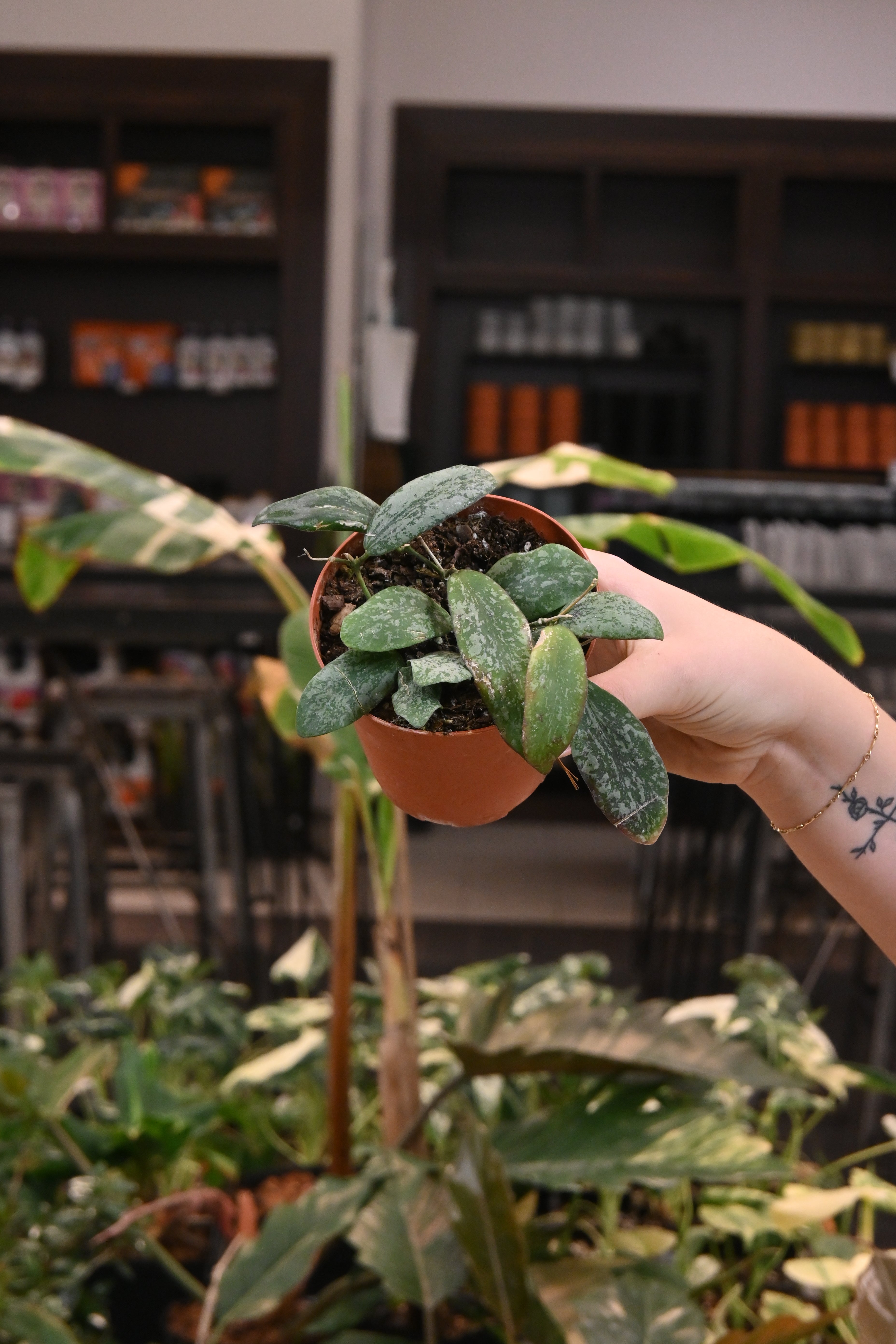 Hoya Sigillatis AH001 Bornero