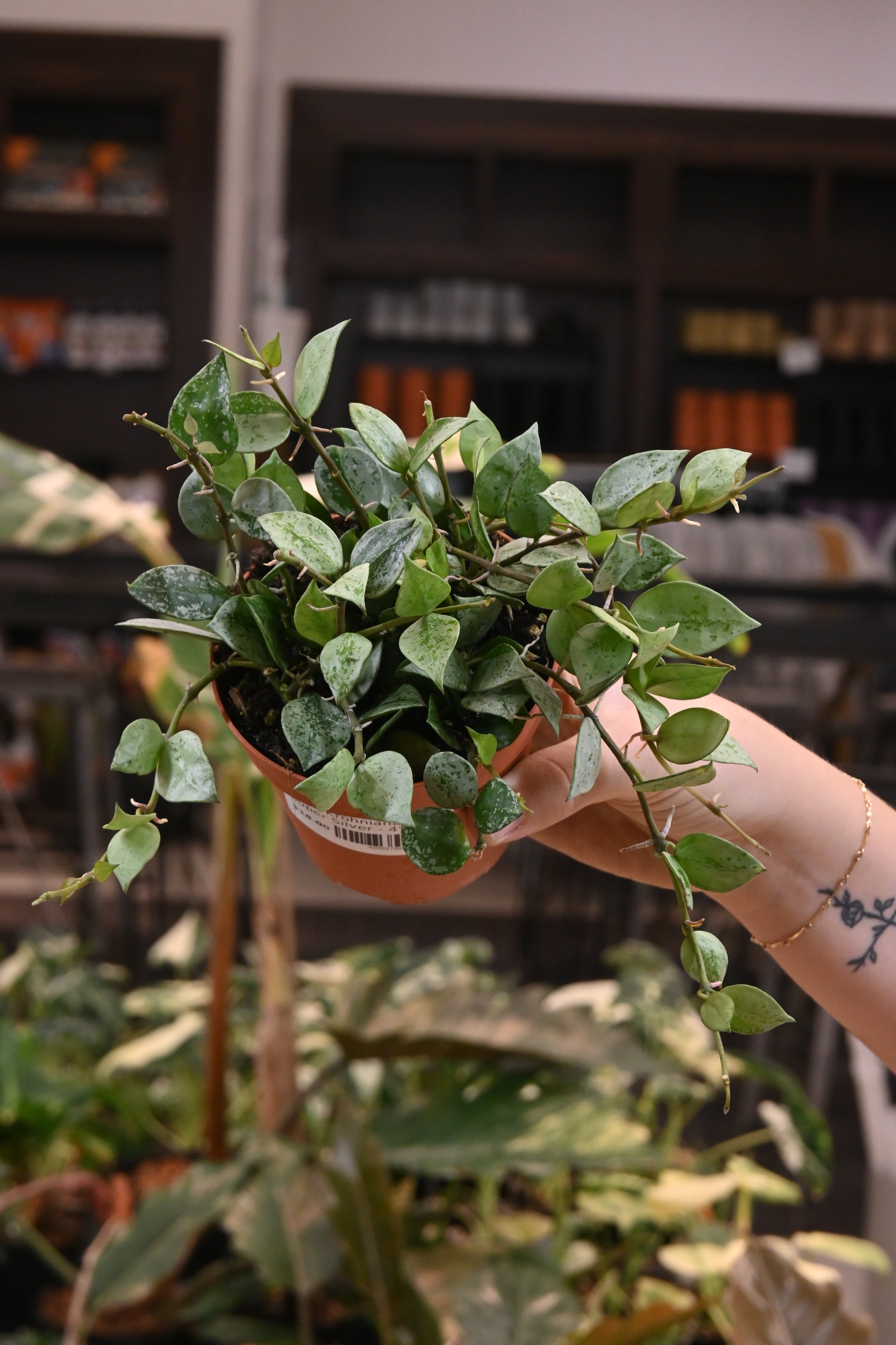 Hoya Krohniana Super Silver