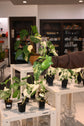 Reverted Philodendron Bipennifolium Variegated