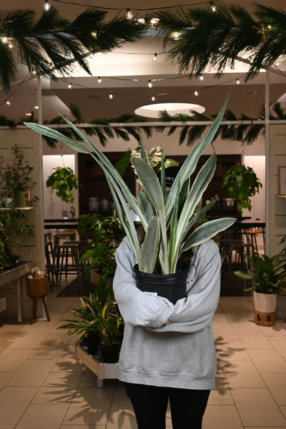 dracaena sayuri Sansevieria Sayuri – Lost in the Forrest