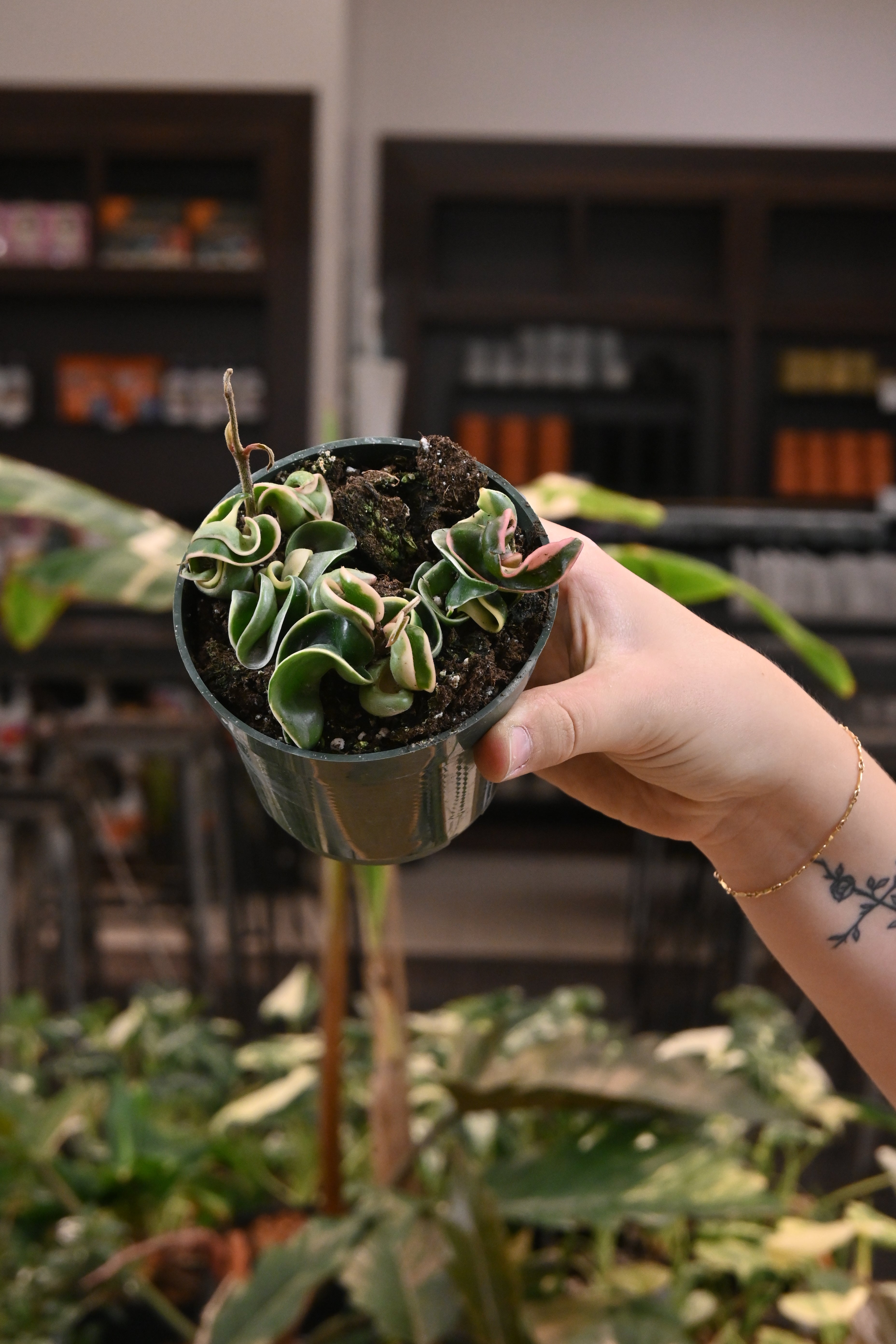 Hoya Compacta Variegated