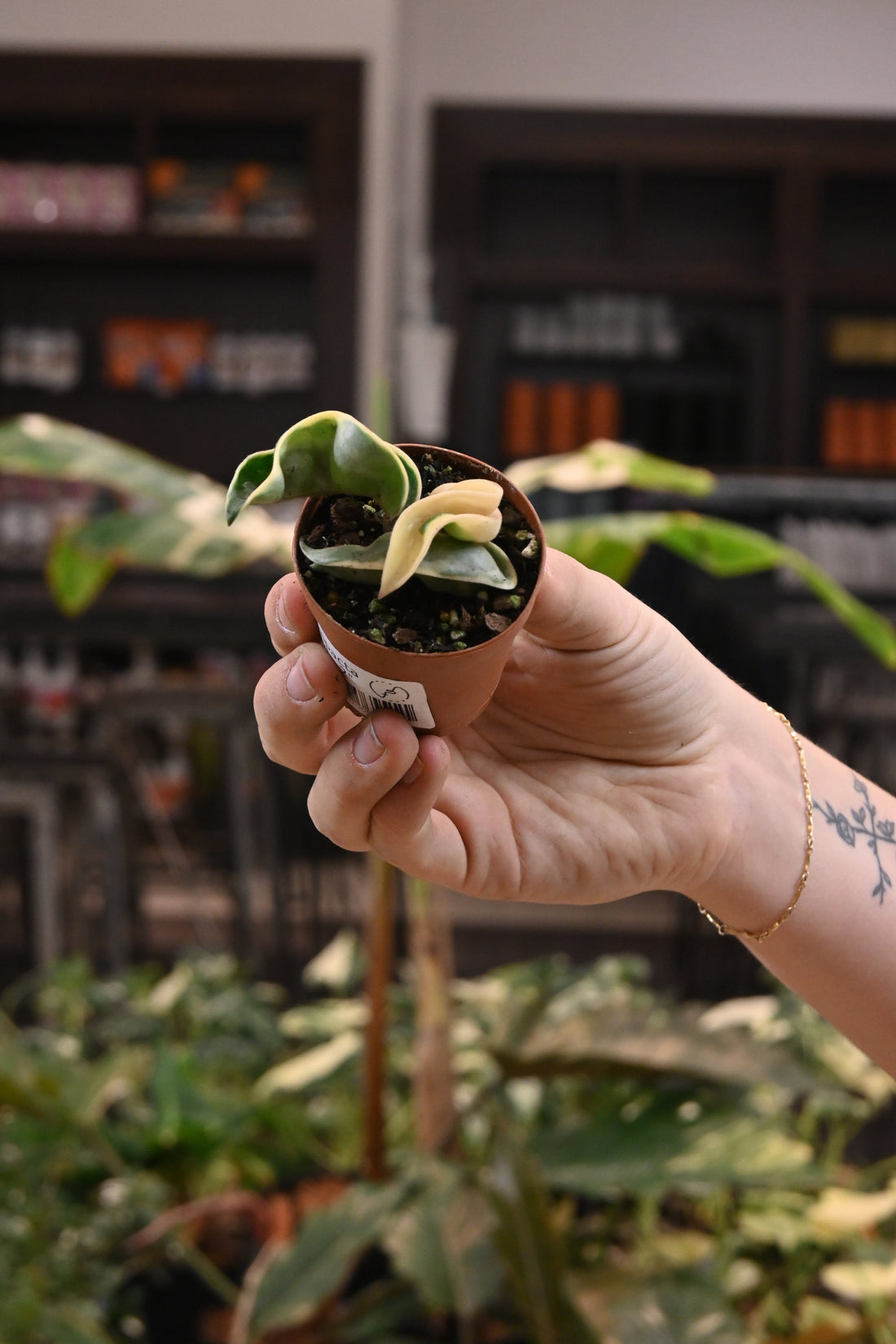 Hoya Compacta Variegated