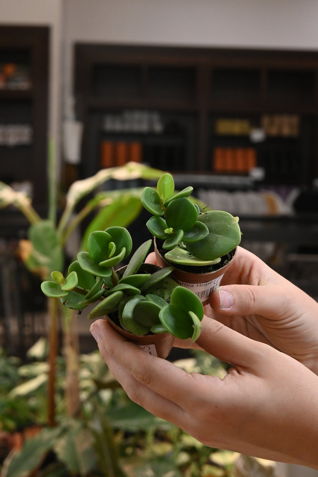 Peperomia Hope