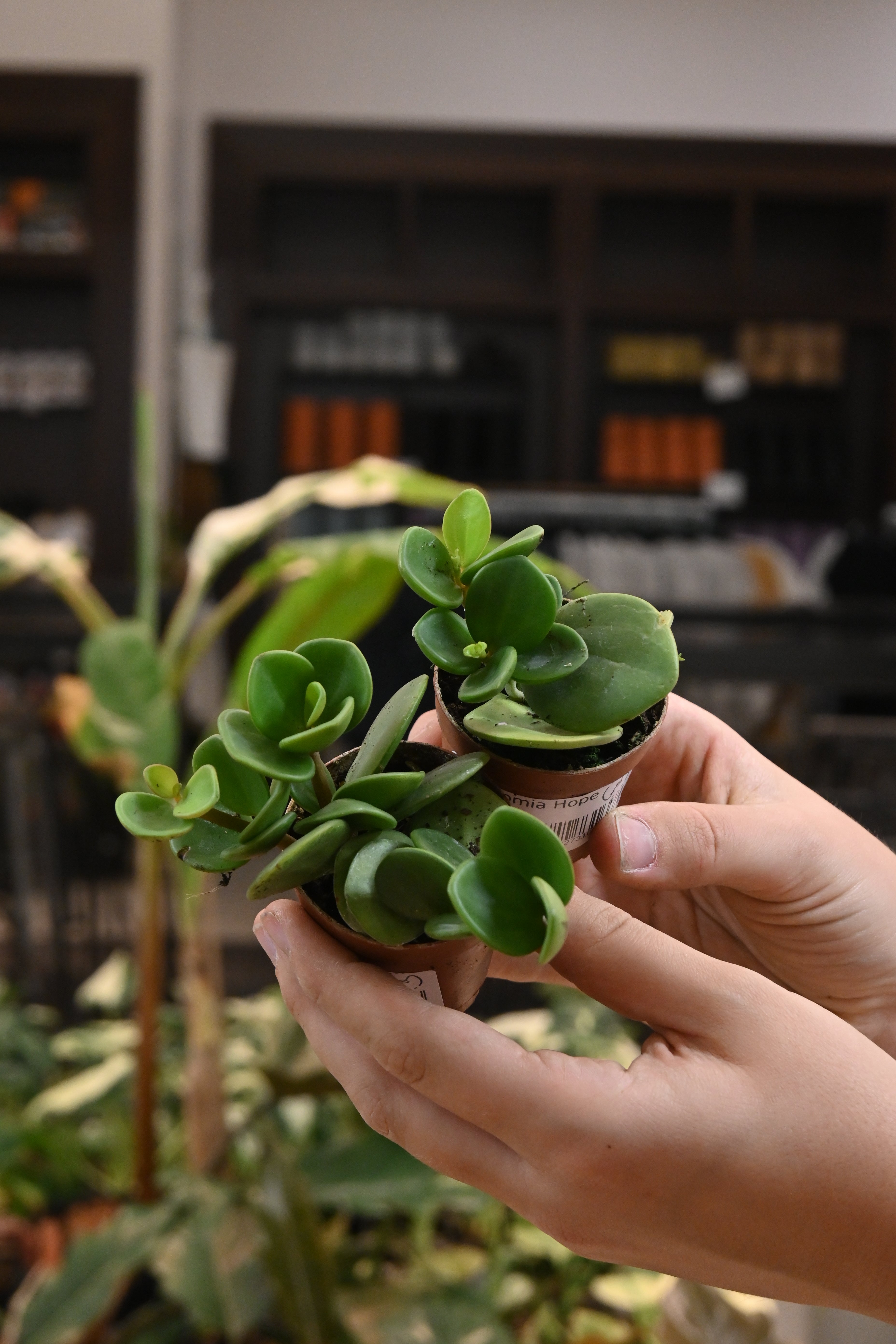 Peperomia Hope
