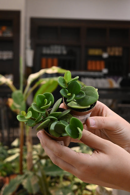 Peperomia Hope