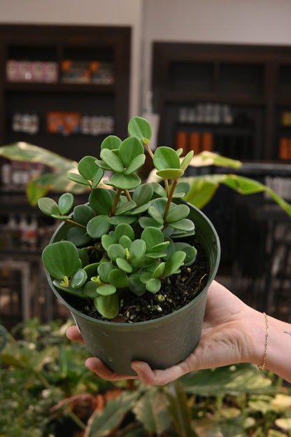 Peperomia Hope