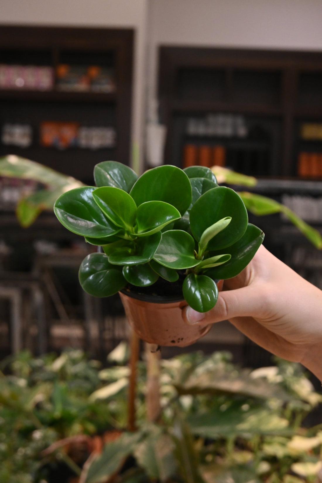 Peperomia Obtipan Green