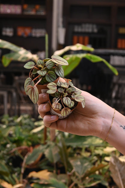 Peperomia Assorted
