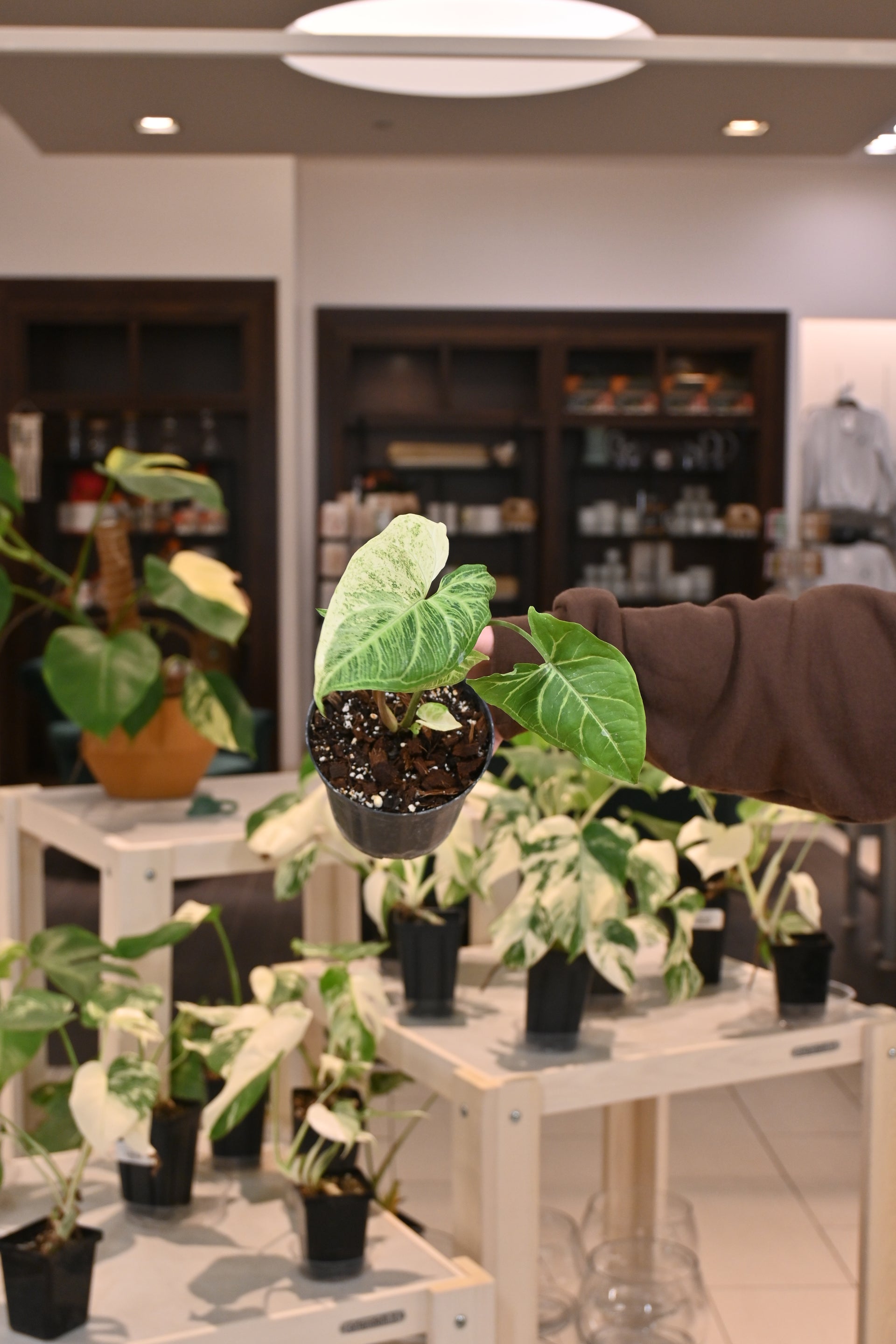 Syngonium Batik Variegated – Lost in the Forrest