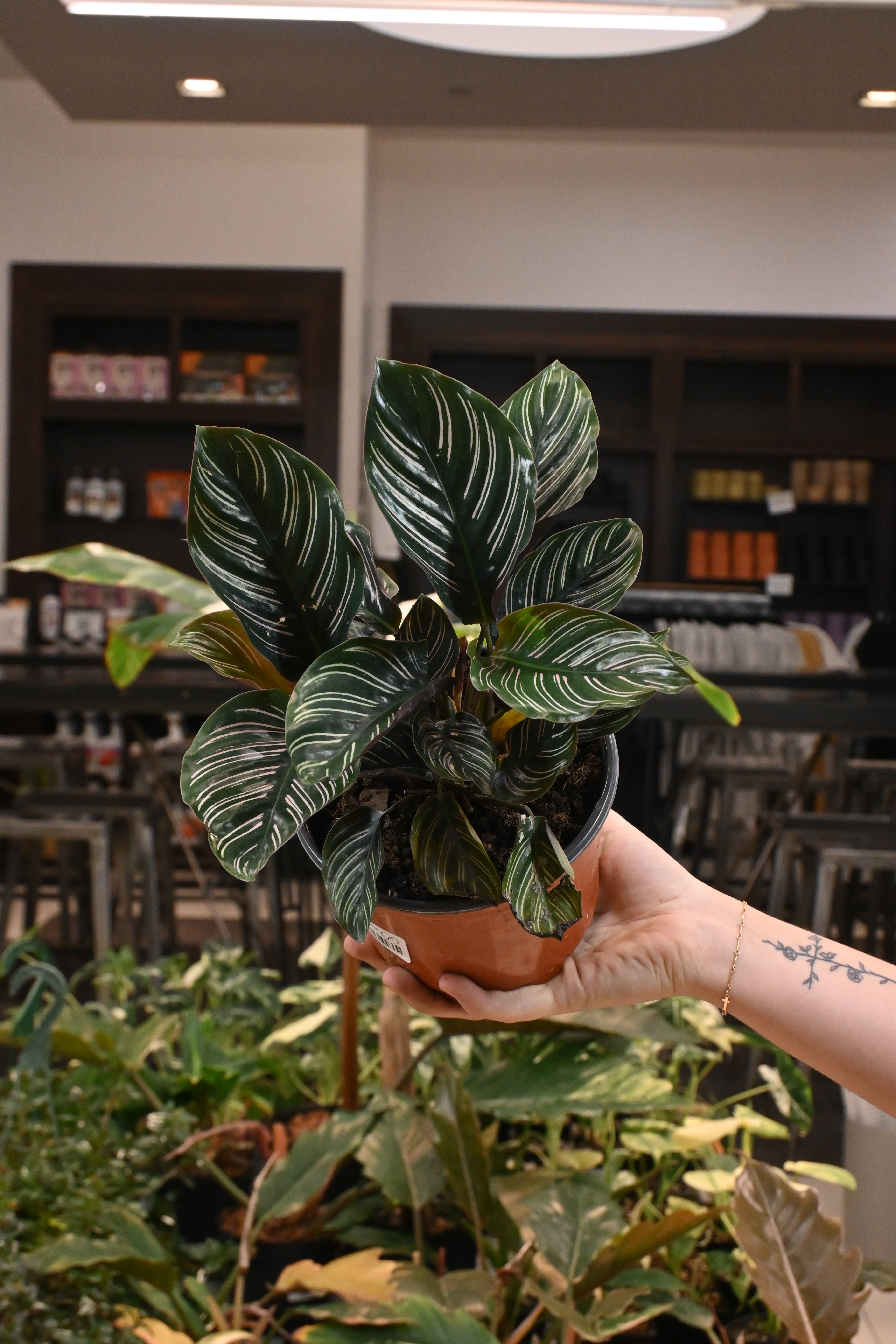 Calathea Ornata