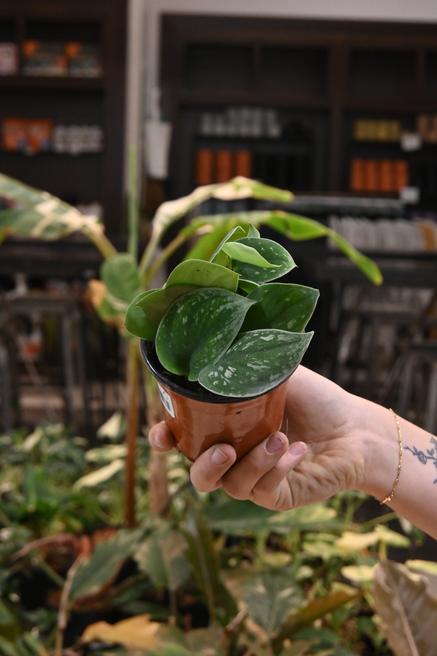 Scindapsus Pictus