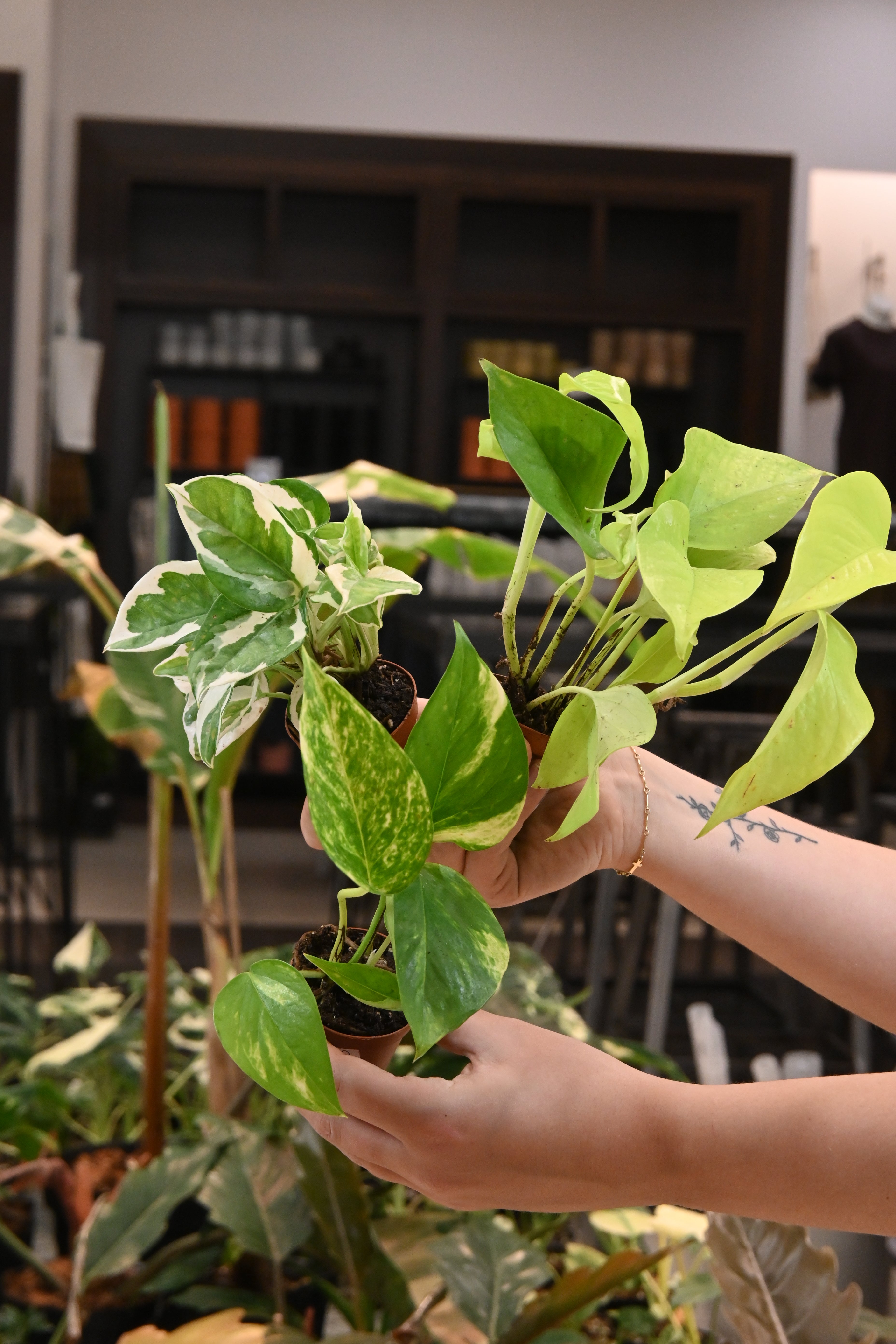 Pothos Assorted – Lost in the Forrest